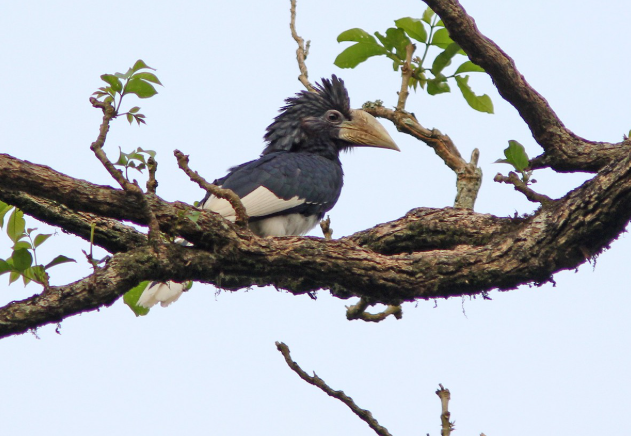 Birding in Semuliki Forest and Kirumia Trail_Piping Hornbill