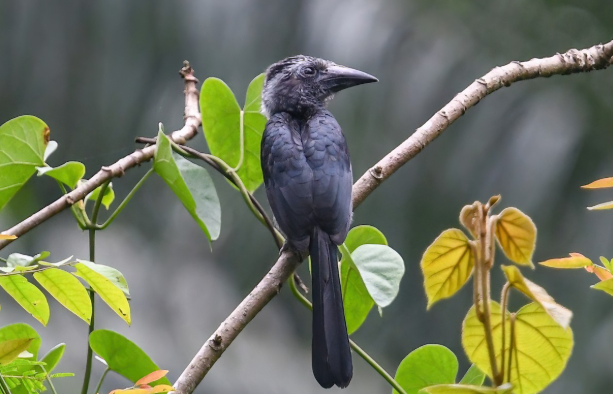 Black Dwarf Hornbill_mjsafarisuganda.com_