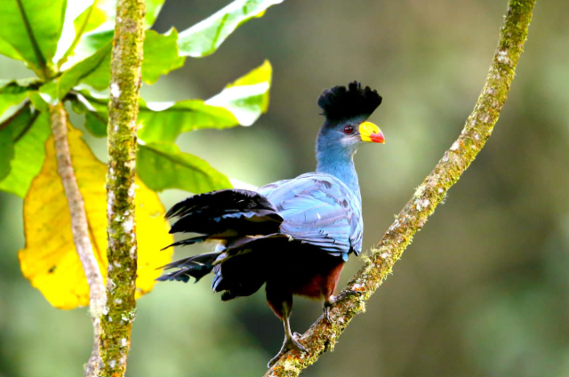 Kaniyo Pabidi_Bird_Mjsafarisuganda.com_