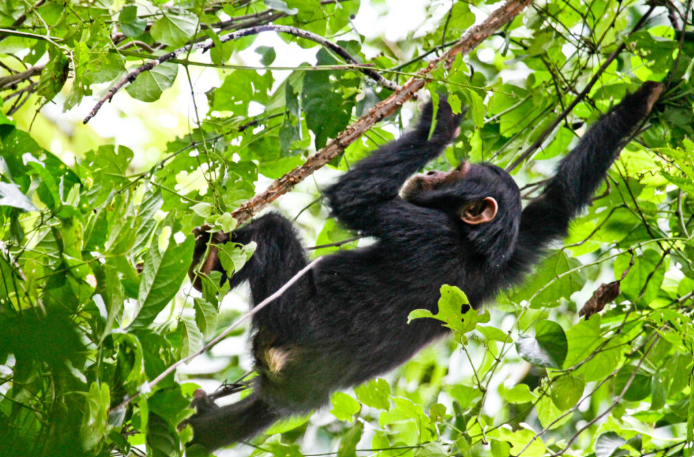 Kaniyo Padidi Forest