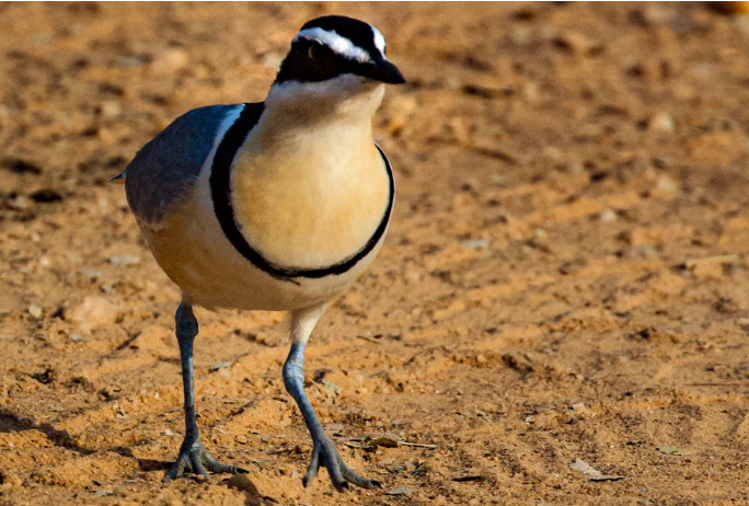 MJsafarisUganda.com_BirdWatching