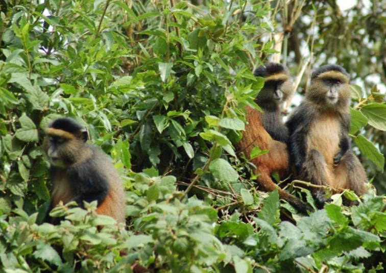 5 Days Gorillas & Golden Monkeys Uganda-Rwanda_MjSafarisUganda.com_