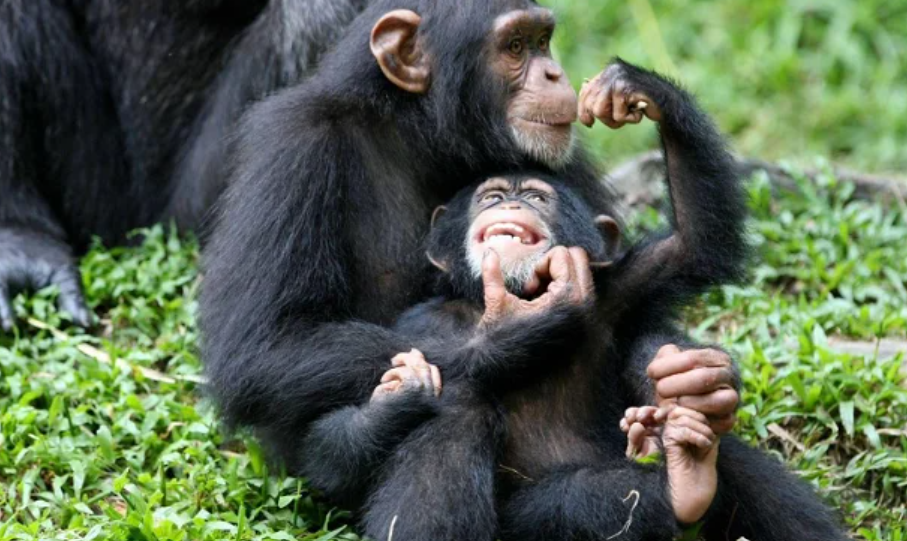 7 Days Uganda Primates & Tree Climbing Lions_MJSafarisuganda.com_