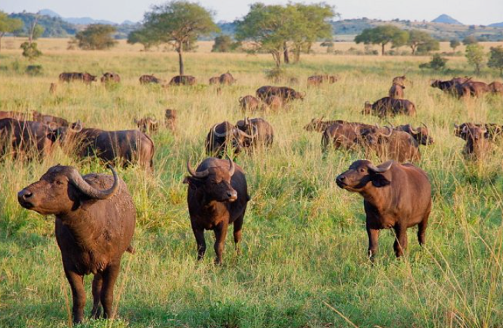 Buffaloes_Murchison Falls National Park_Mjsafarisuganda.com