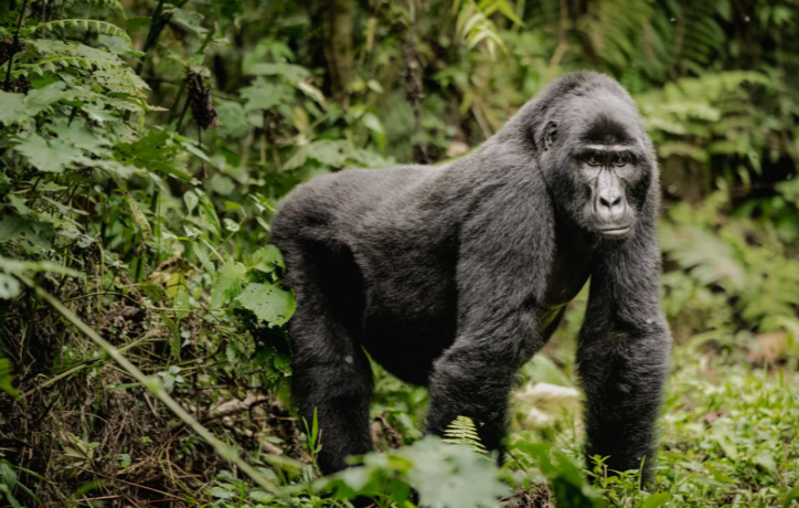 Bwindi_National_Park_Gorillar_MjSafarisuganda.com_
