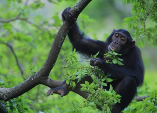 2 Days Rwanda Gorilla Trekking Safari