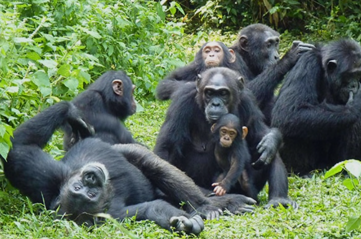 Chipanzee_MjsafarisUganda.com_Trekking_Kibale Frorest2