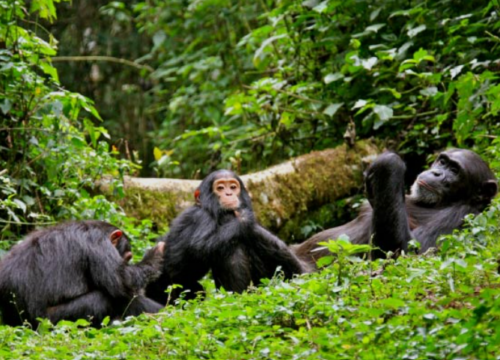 How to Plan the Perfect Uganda Gorilla Trekking Safari