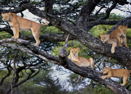 5 Days Gorillas, Tree-Climbing Lions & Queen Elizabeth Safari