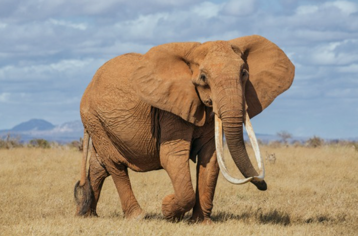 Elephant_Murchison Falls National Park_Mjsafarisuganda.com