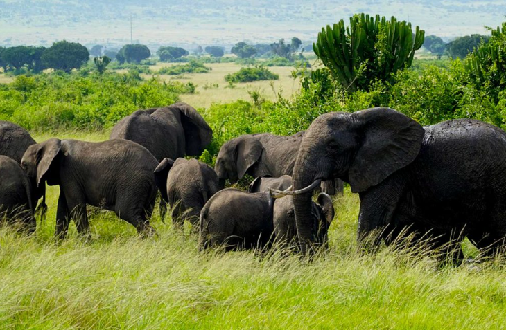 Elephant_Murchison Falls National Park_Mjsafarisuganda.com_group