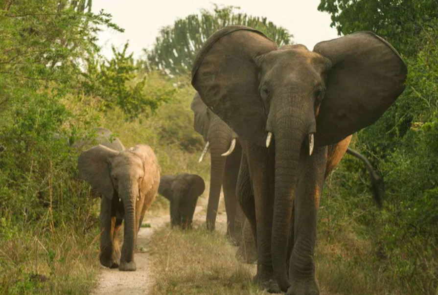 Elephants_7Days Uganda Wildlife Safaris_MJsafarisuganda.com_