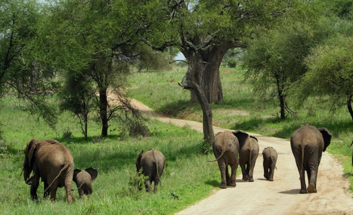Elephants_Kidepo_National Park_Mjsafarisuganda.com_1