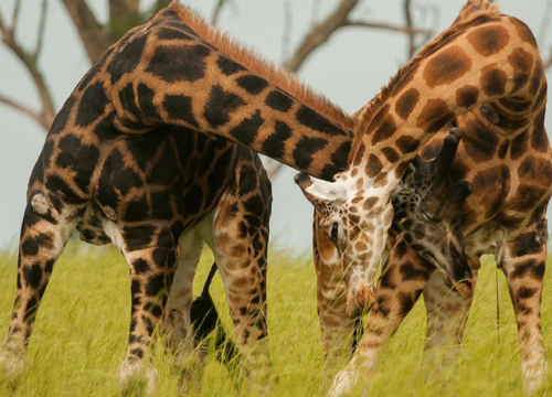 World Wildlife Day 2020 in Kisoro Uganda