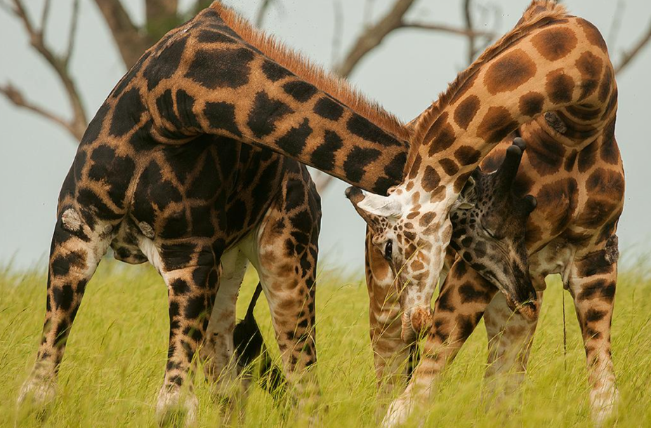 Giraffes_MJSafarisUganda.com_Tours_Uganda_Rwanda