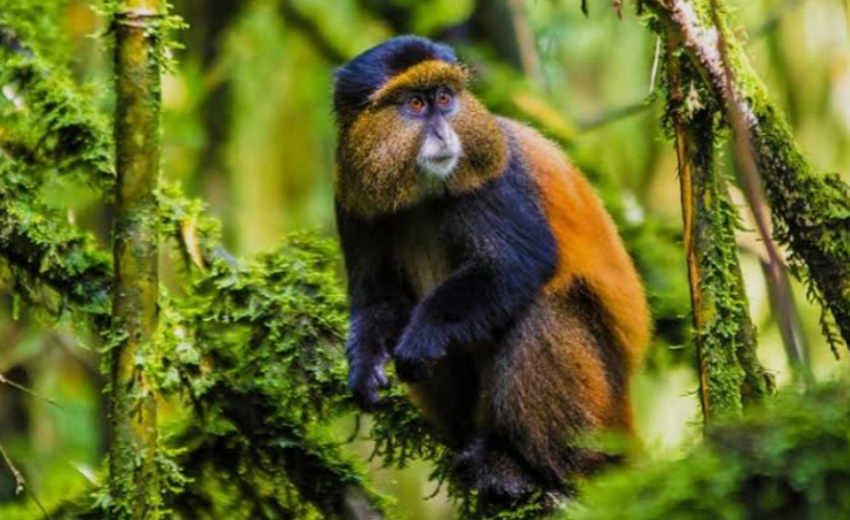 Golden Monkeys Safaris