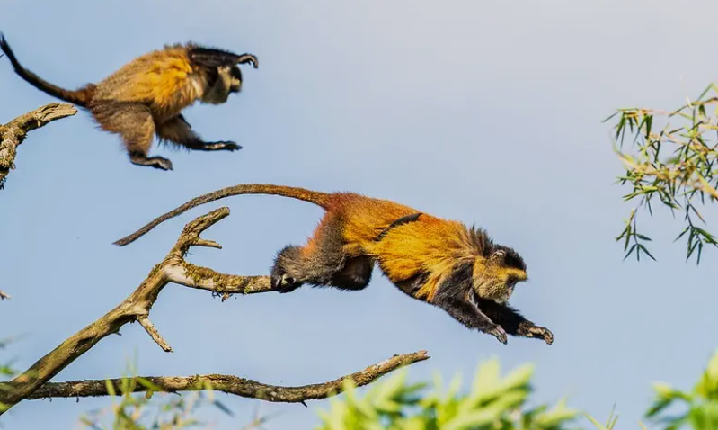 Golden Monkeys Safaris_MJSafarisUganda.com_