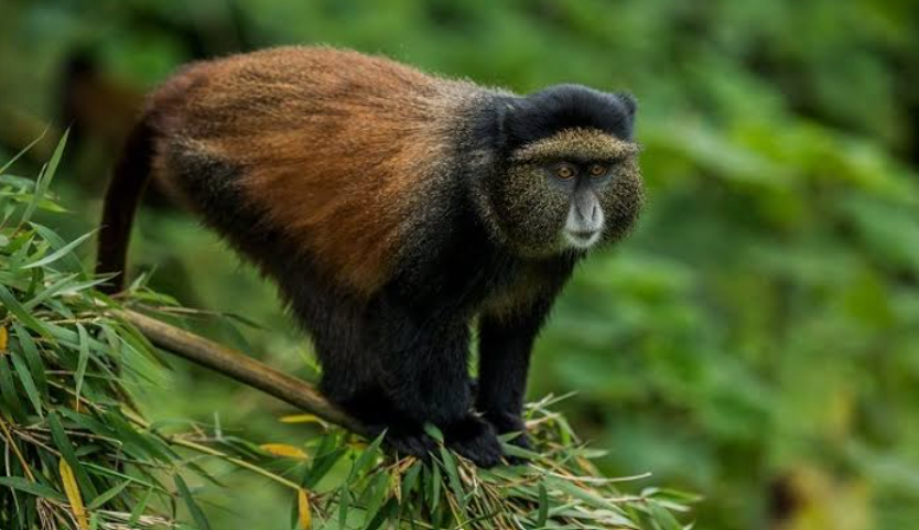 Golden Monkeys_Safaris_MJSafarisUganda.com_