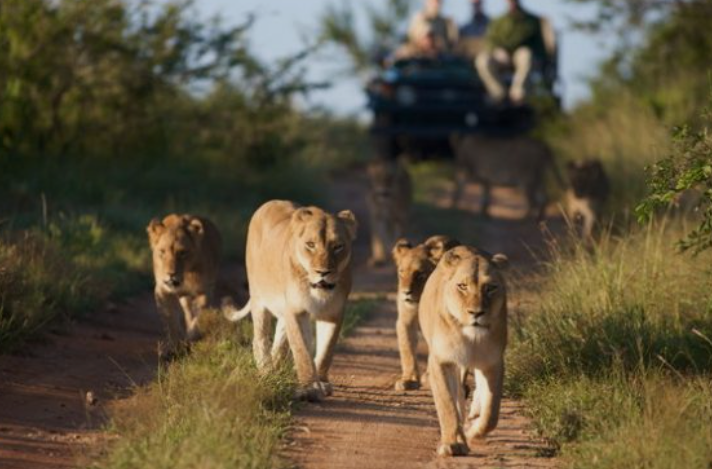 Kasenyi_Plains_tours_Mjsafarisuganda.com_