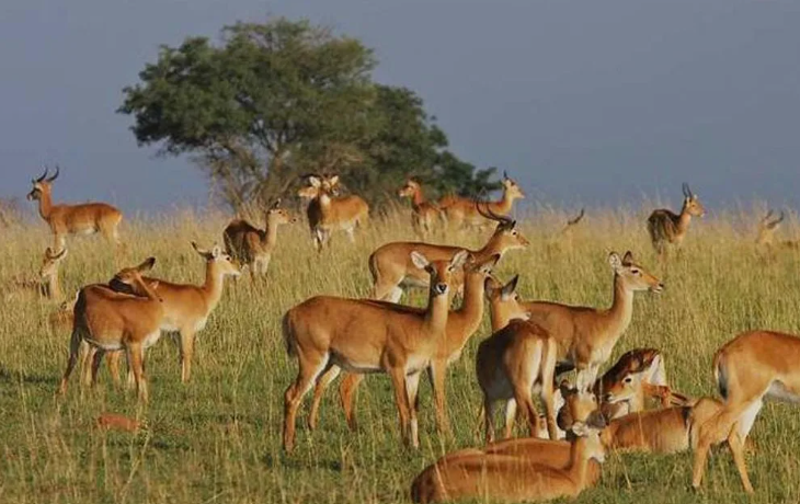 Kasenyi_Plains_tours_Mjsafarisuganda.com