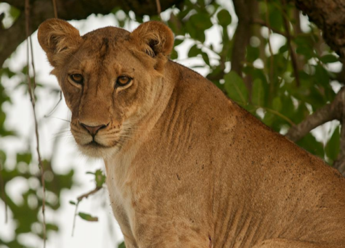 7 Days Rwanda Primates and Wildlife Adventure