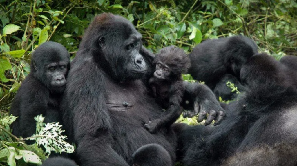 Mountain gorilla mother with baby bwindi forest_Mjsafarisuganda.com_Safaris