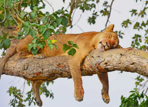 Is Uganda Safe to Travel to in 2026 and 2027?