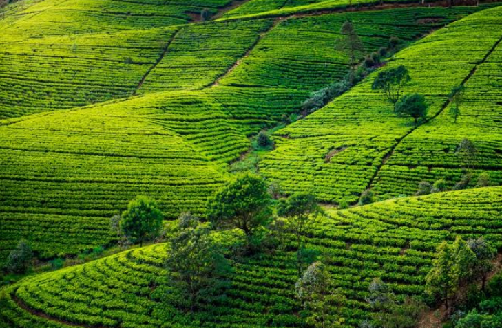 Tea_Plantation_Uganda_MJSafarisUganda.com_Tea