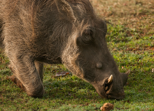 9 Days Uganda to Rwanda Primate Safari