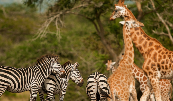 Wildlife_Uganda_MjSafaris_uganda