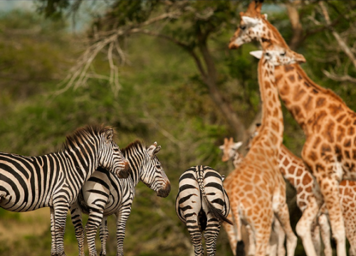 Lake Mburo National Park