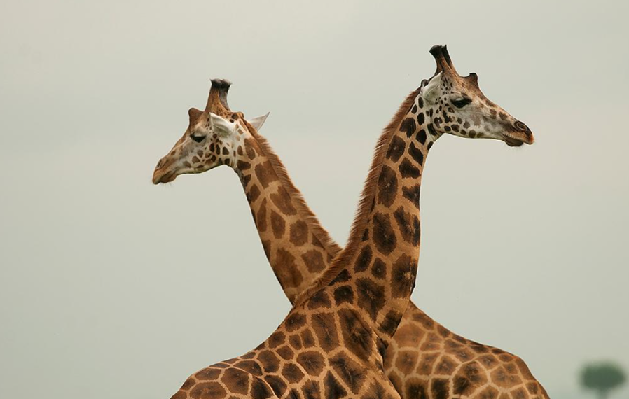 giraffe_intertwine_Mjsafarisuganda.com_tour_wildlife