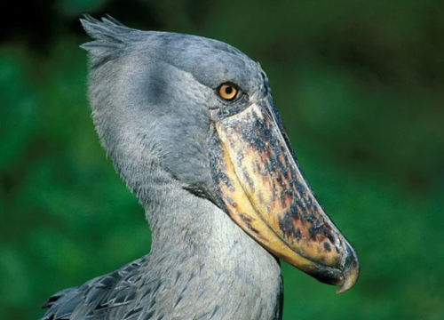 6 Days Shoebill & Lake Mburo Birding Safari