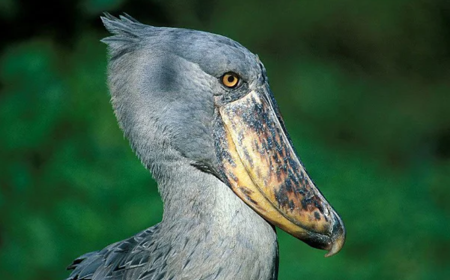 mjsafarisuganda.com_birdwatching_Days_Safaris
