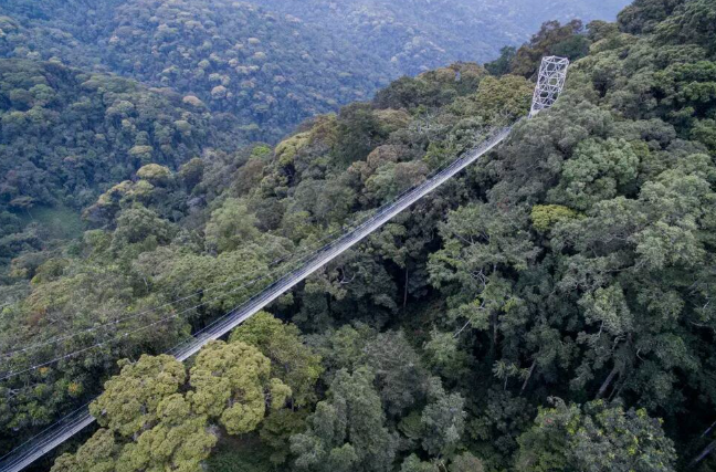 njugwe_forest_3