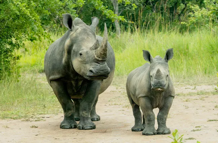 rhino_sanctuary_uganda_MJsafarisuganda.com