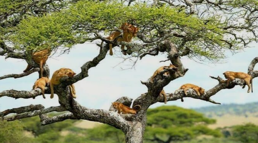 sleeping_liones_MJ_Safaris_uganda