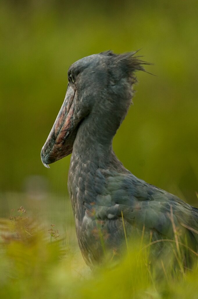 water_birds_Uganda_MjSafarisuganda_tours (2)
