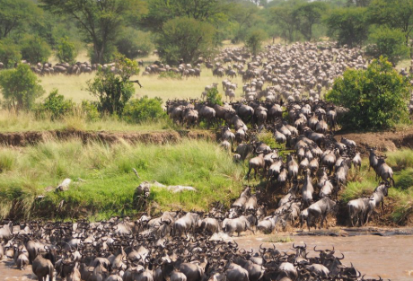 12 Days Ultimate Tanzania Safari