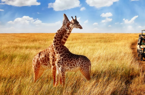 4 Days Tanzania Luxury Safari