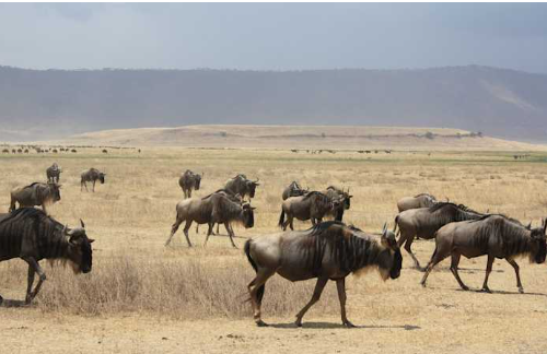 5 Days Tanzania Wildlife Safari: Tarangire, Serengeti & Ngorongoro
