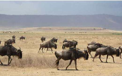 5 Days Tanzania Wildlife Safari: Tarangire, Serengeti & Ngorongoro