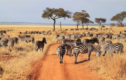 7 Days Tanzania Safari: Serengeti, Ngorongoro, Tarangire & Lake Manyara