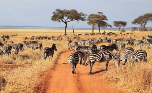 7 Days Tanzania Safari: Serengeti, Ngorongoro, Tarangire & Lake Manyara