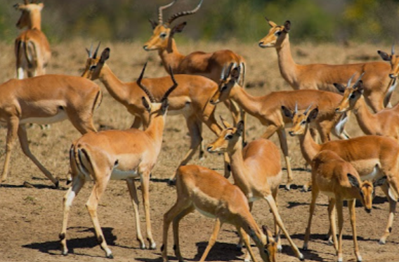 Antelops_MJsafarisuganda.com_Tours