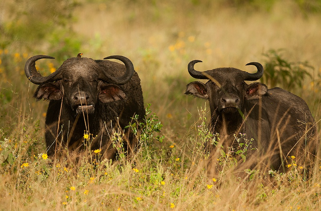 Buffalos_MjSafarisuganda.com_