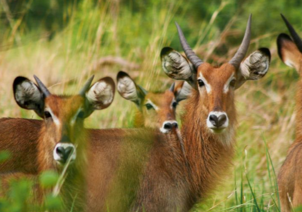 Bushbucks_MJsafarisuganda.com_