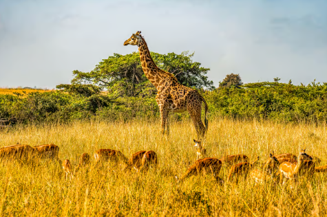 10 Days Tanzania & Zanzibar Explorer