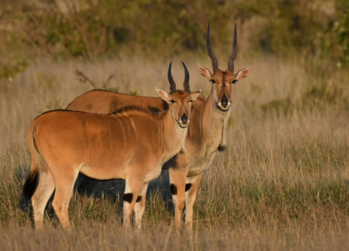 12 Days Best of Uganda Safari
