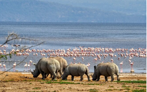 Lake Nakuru_Mjsafarisuganda.com_Kenya